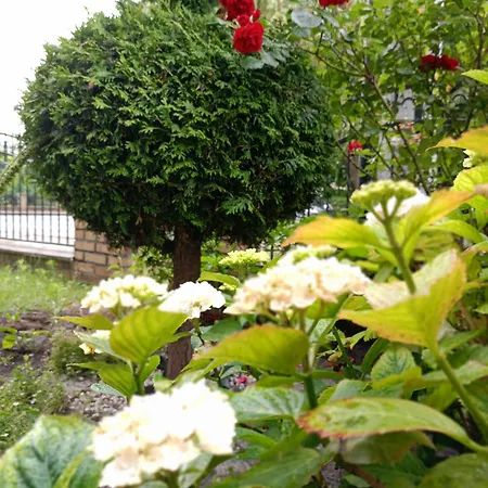 Homestay szállás Miramar *