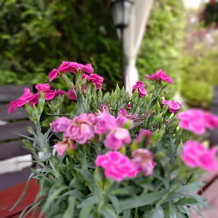 Miramar Kwatera prywatna *