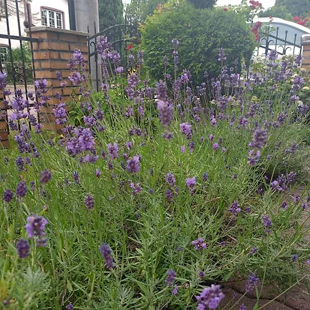 Miramar Kwatera prywatna Łeba