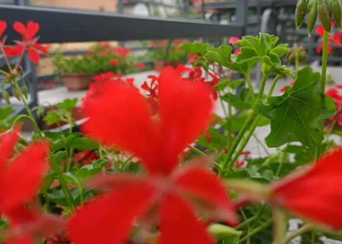 Miramar Δωμάτια σε οικογενειακή κατοικία