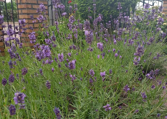 Miramar Δωμάτια σε οικογενειακή κατοικία Łeba